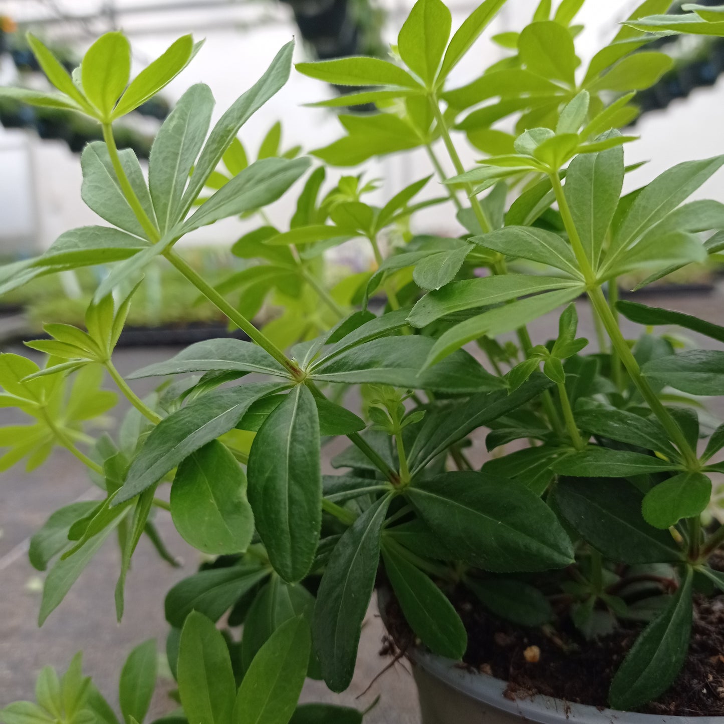 Bio Waldmeister "Galium odoratum" Topfpflanze