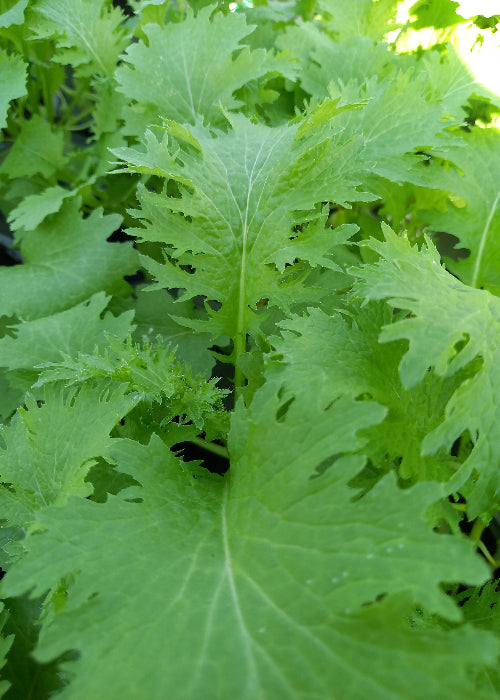 Bio Asiasalat 'Wasabino' - Topfpflanze