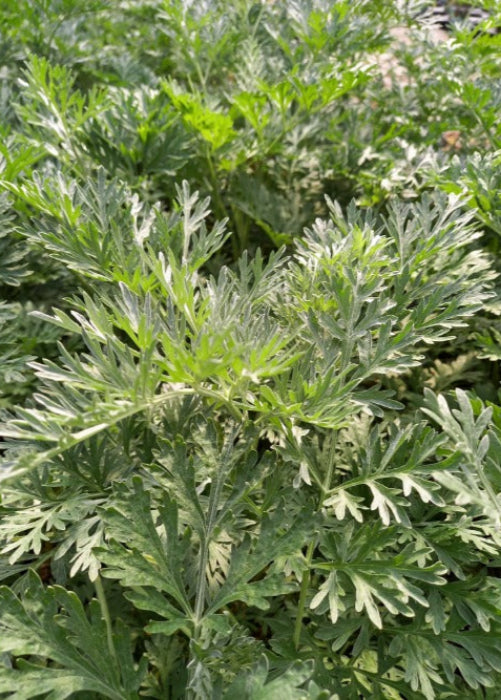Bio Wermut (Artemisia absinthium) - Topfpflanze
