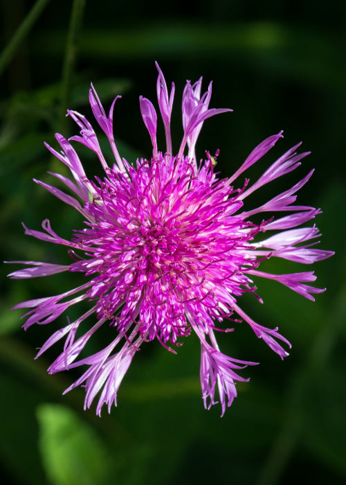 Bio Wiesen-Flockenblume (Centaurea jacea) - Topfpflanze