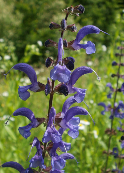 Bio Wiesen-Salbei (Salvia pratensis) - Topfpflanze