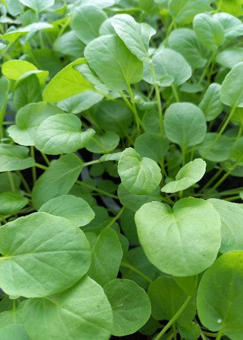 Bio Winterkresse (Barbaraea praecox) - Topfpflanze