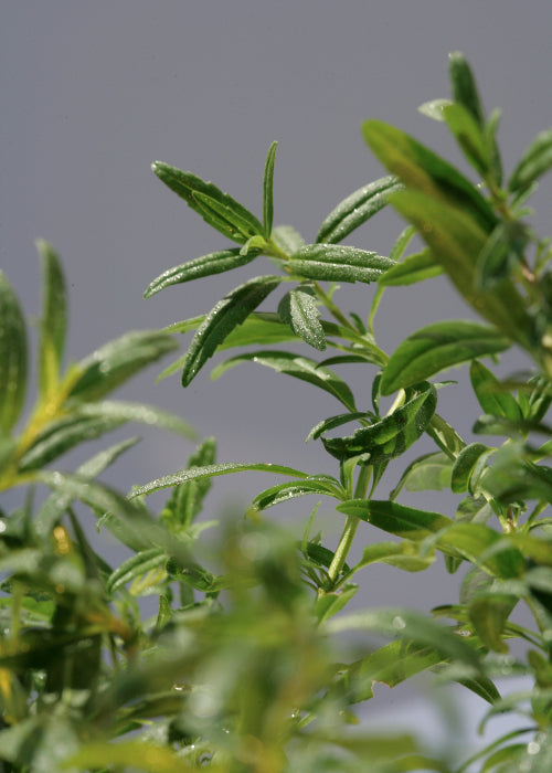 Bio Ysop (Hyssopus officinalis) - Topfpflanze