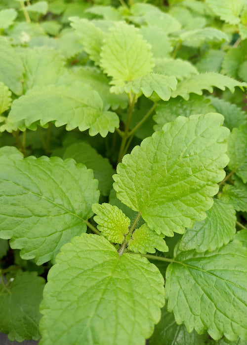 zitronenmelisse aufbewahren Bio Zitronenmelisse (Melissa officinalis)