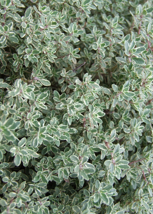 Bio Zitronenthymian "silver queen" (Thymus x citriodorus) - Topfpflanze