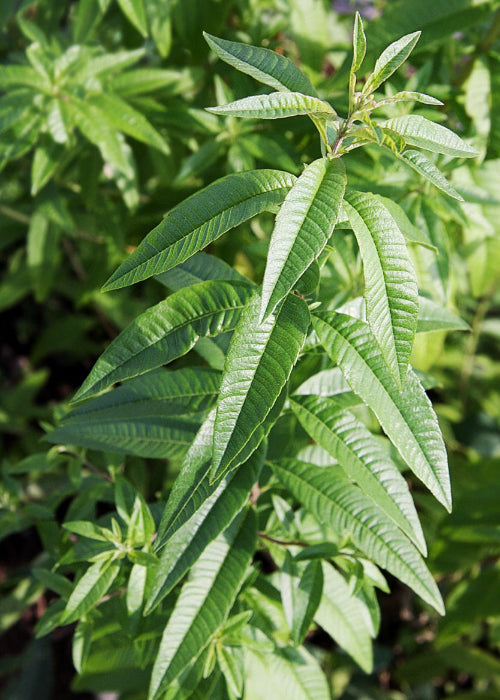 Bio Zitronenverbene (Aloysia citrodora) - Topfpflanze