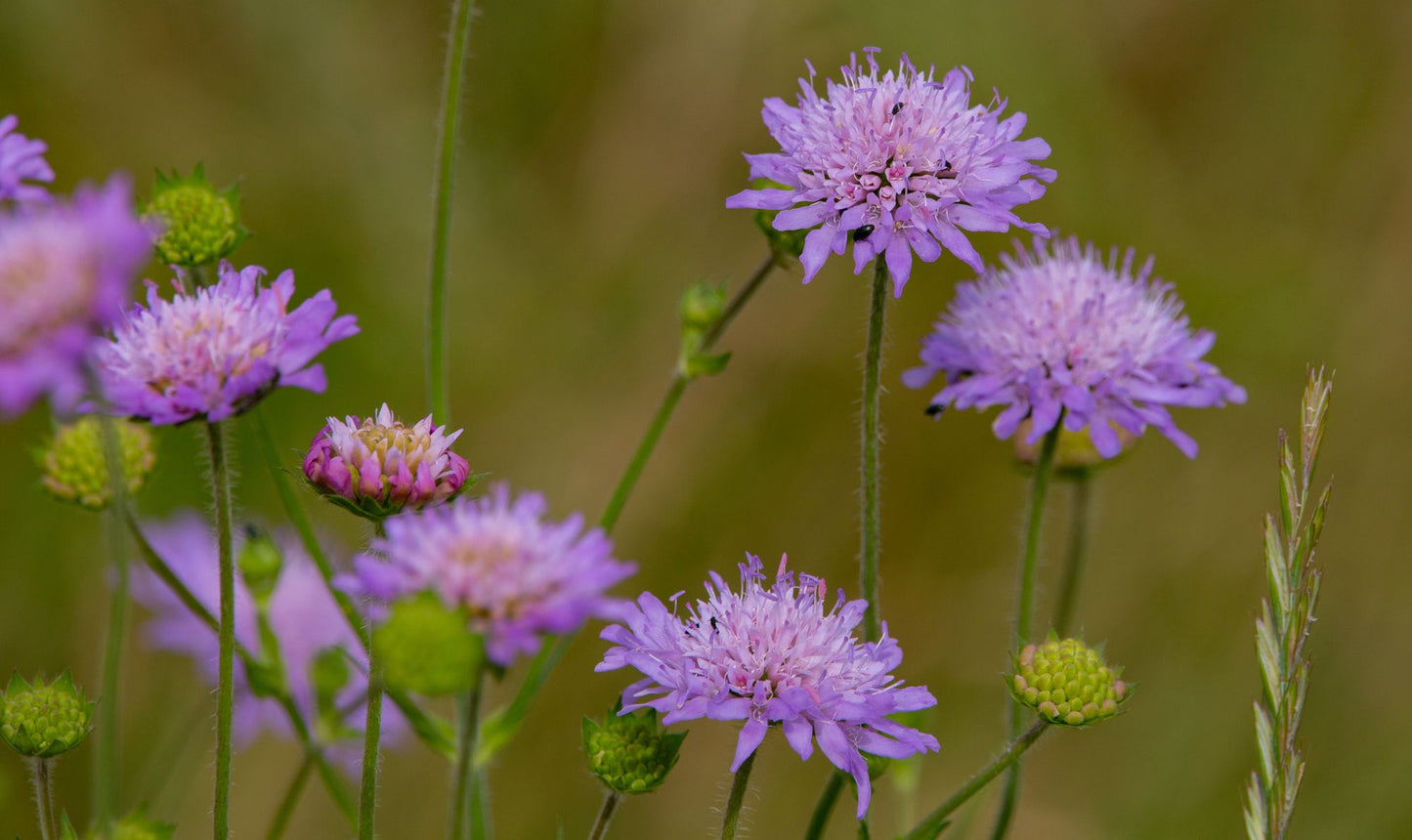 Bio Acker-Witwenblume (Knautia arvensis) - Topfpflanze