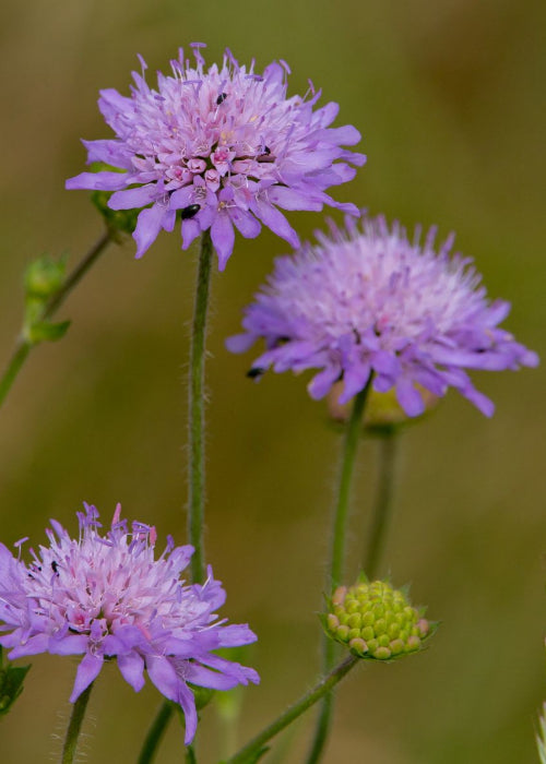Bio Acker-Witwenblume (Knautia arvensis) - Topfpflanze