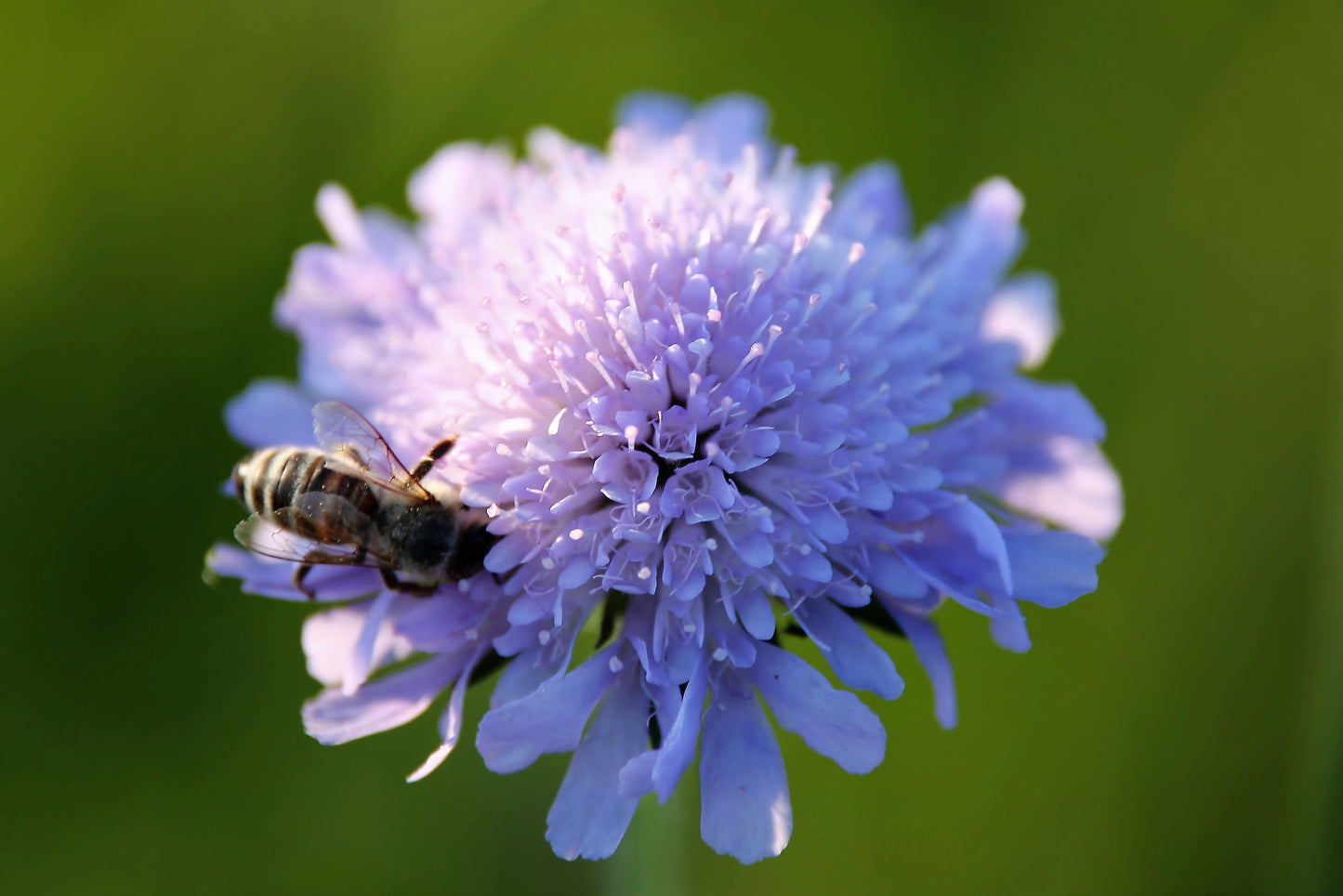 Bio Acker-Witwenblume (Knautia arvensis) - Topfpflanze