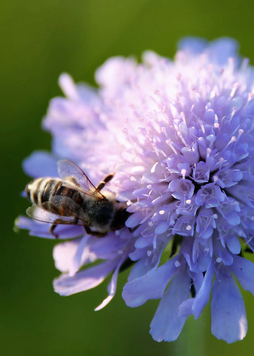 Bio Acker-Witwenblume (Knautia arvensis) - Topfpflanze