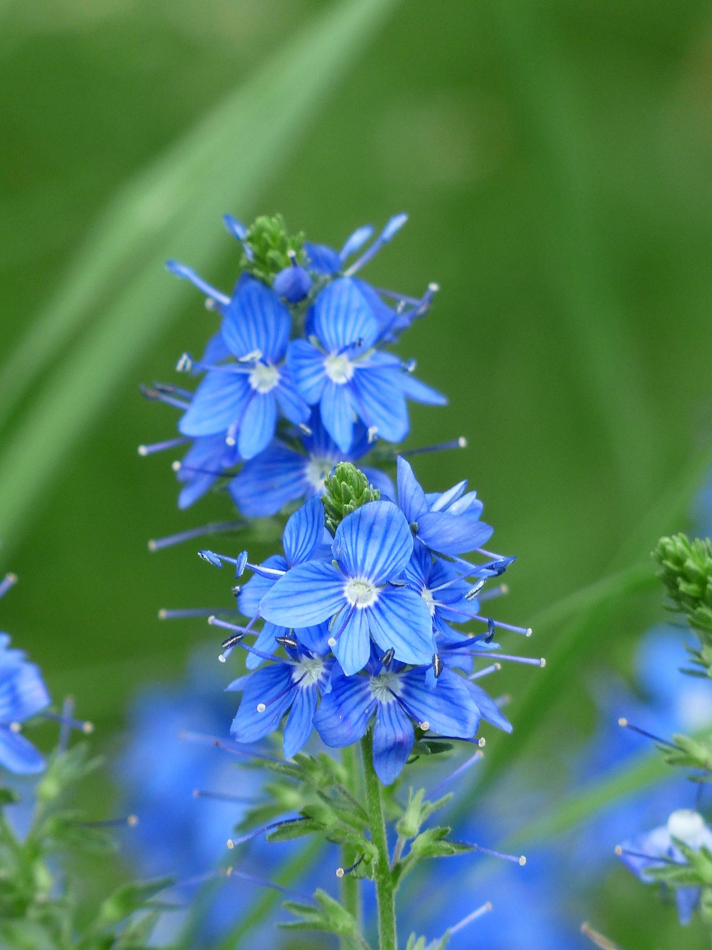 Bio Großer Ehrenpreis (Veronica teucrium) - Topfpflanze
