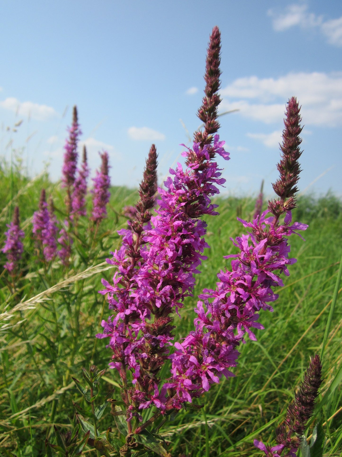 Bio Blut-Weiderich (Lythrum salicaria) - Topfpflanze