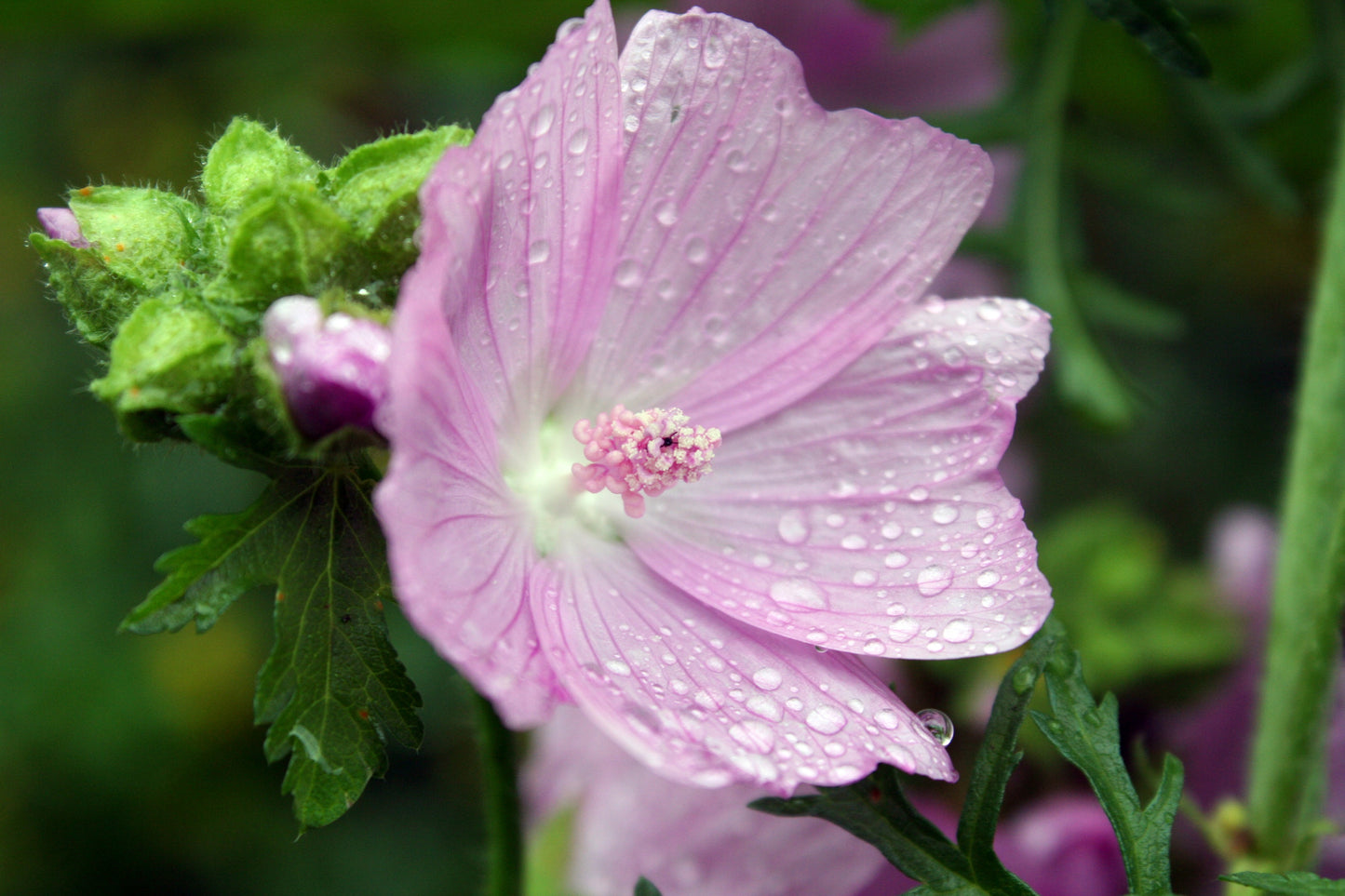 Bio Moschus-Malve (Malva moschata) - Topfpflanze