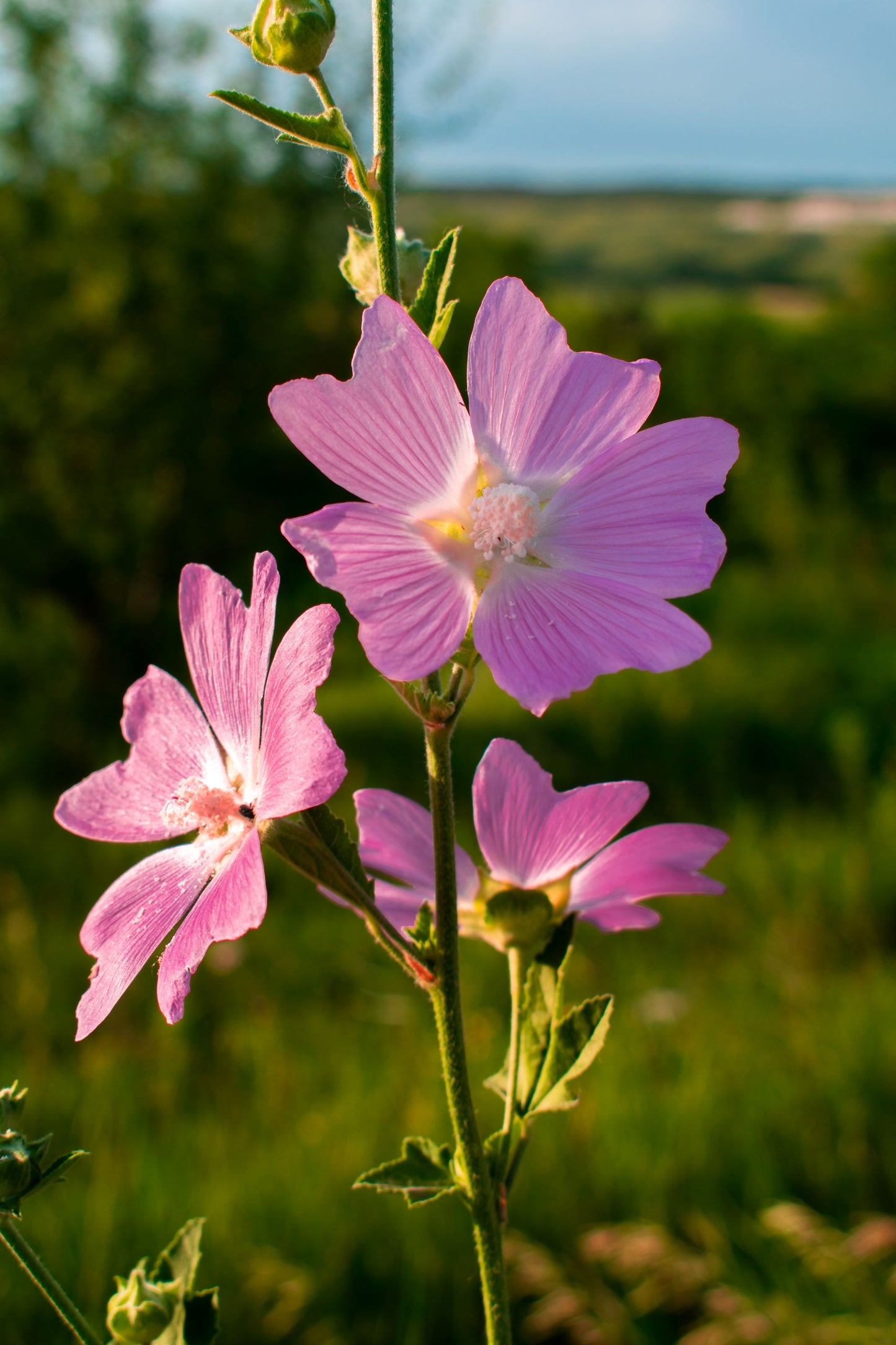 Bio Moschus-Malve (Malva moschata) - Topfpflanze