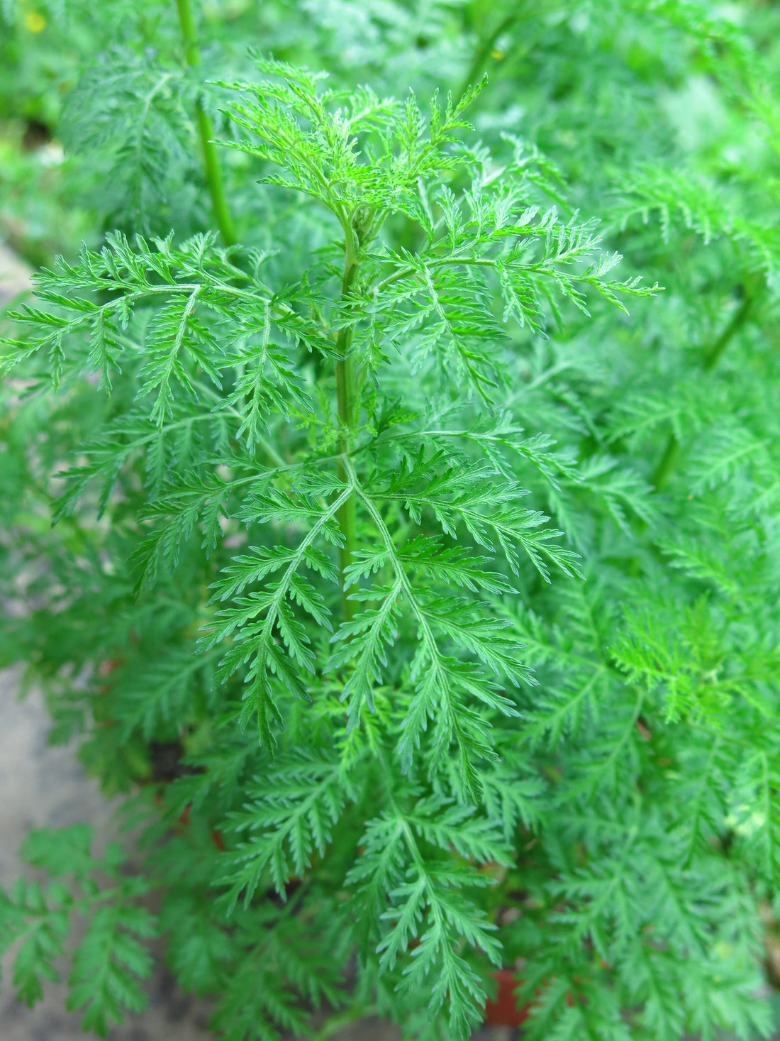 Artemisia-Pflanzen