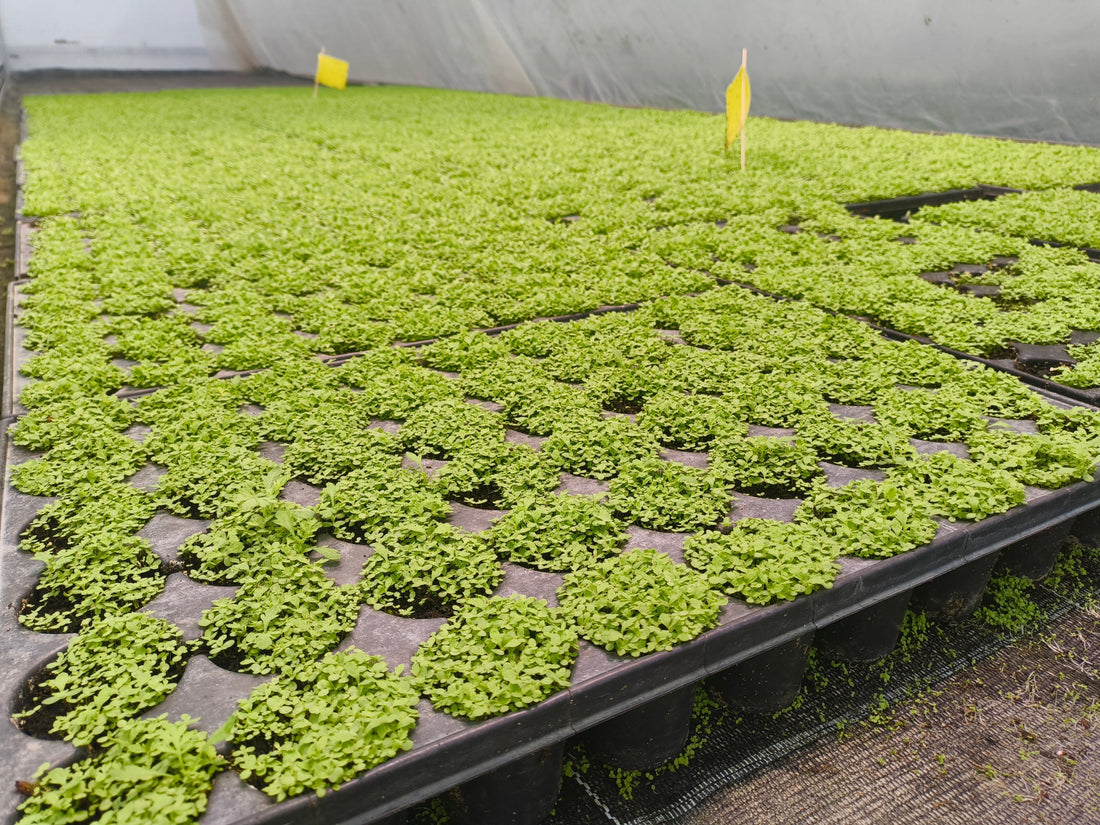 Die Artemisia annua hat gekeimt