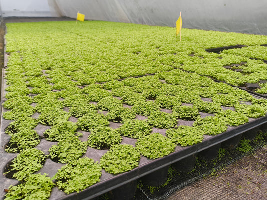 Die Artemisia annua hat gekeimt