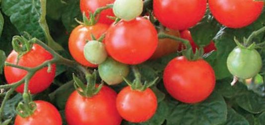 Balkon- und Kübeltomaten