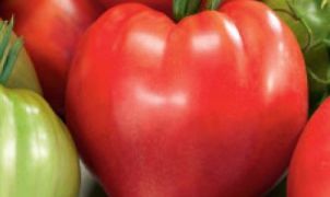 Fleisch- und Ochsenherztomaten