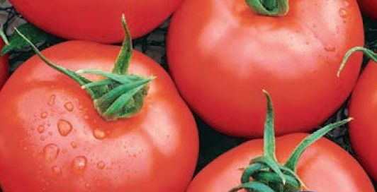 Rund- und Salattomaten