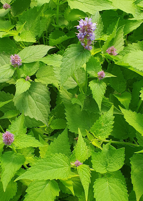 Bio Anis Ysop (Agastache anisata) - Topfpflanze