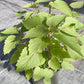 Bio Anis Ysop (Agastache anisata) - Topfpflanze