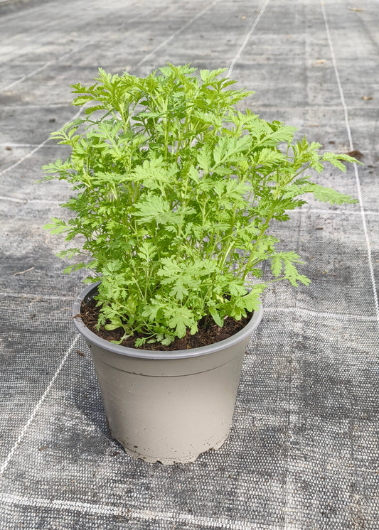 Bio Artemisia annua - Topfpflanze
