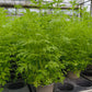Bio Artemisia annua - Topfpflanze
