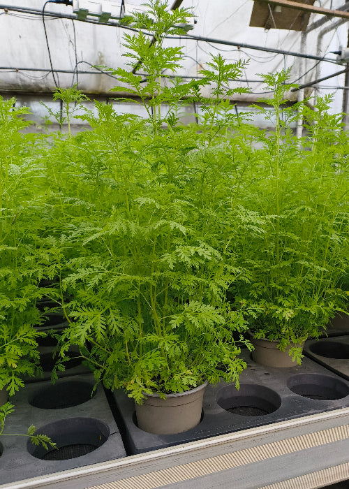 Bio Artemisia annua - Topfpflanze