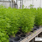 Bio Artemisia annua - Topfpflanze