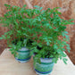 Bio Artemisia annua - Topfpflanze