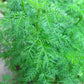Bio Artemisia annua getrocknet 250g