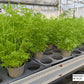 Bio Artemisia annua - Topfpflanze