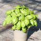 Bio Basilikum Genovese (Ocimum basilicum) - Topfpflanze