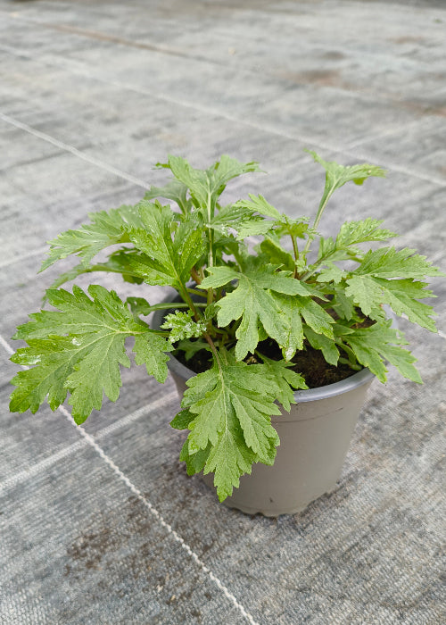 Bio Beifuß (Artemisia vulgaris var. vulgaris) - Topfpflanze