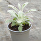 Bio Griechischer Bergtee (Sideritis syriaca) - Topfpflanze
