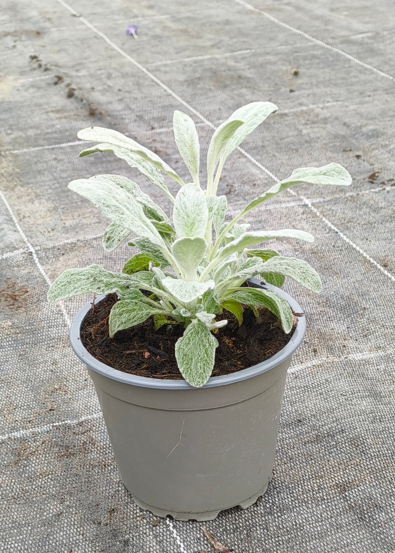 Bio Griechischer Bergtee (Sideritis syriaca)