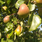 Apfel- oder Birnenunterlagen