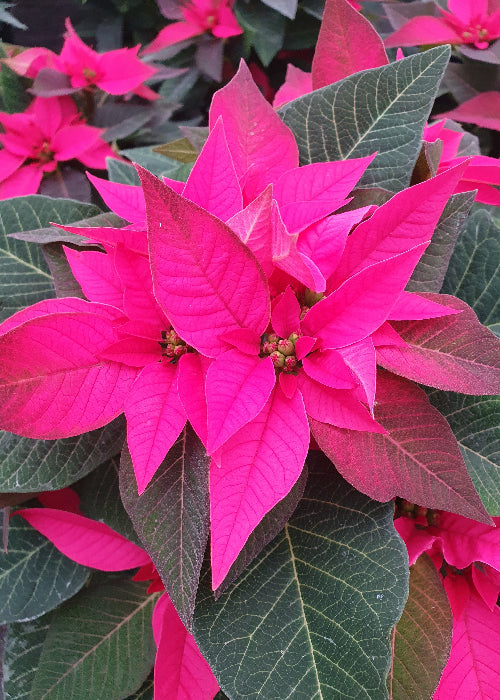 Bio Stern (Euphorbia pulcherrima) - Topfpflanze