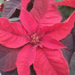Bio Stern (Euphorbia pulcherrima) - Topfpflanze