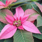 Bio Stern (Euphorbia pulcherrima) - Topfpflanze
