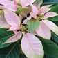Bio Stern (Euphorbia pulcherrima) - Topfpflanze