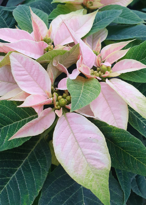 Bio Stern (Euphorbia pulcherrima) - Topfpflanze