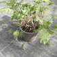 Bio Blattkohl 'Red Russian Kale' - Topfpflanze