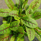 Bio Blutampfer (Rumex sanguineus) - Topfpflanze
