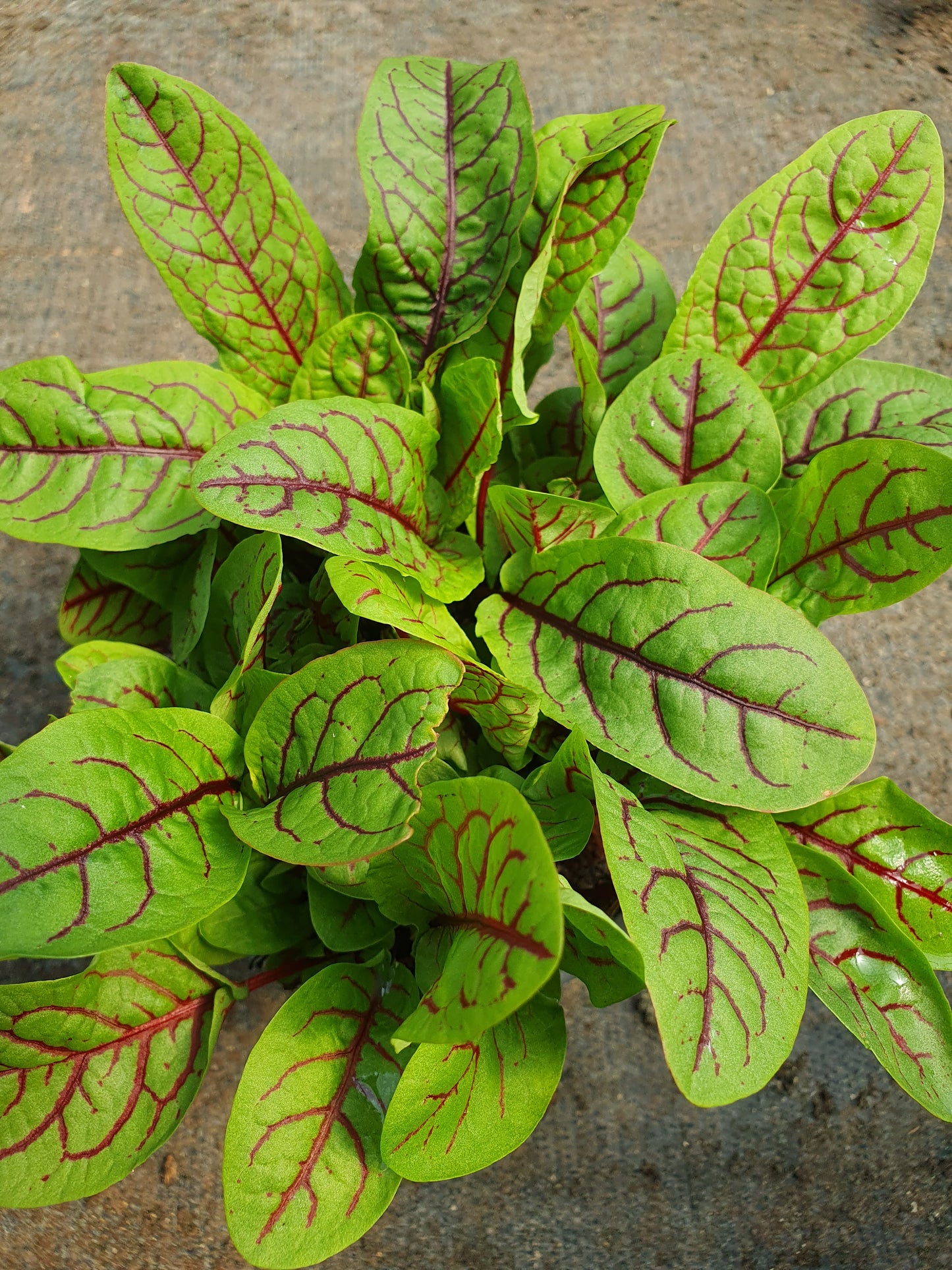 Bio Blutampfer (Rumex sanguineus) - Topfpflanze