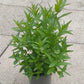 Bio Blut-Weiderich (Lythrum salicaria) - Topfpflanze