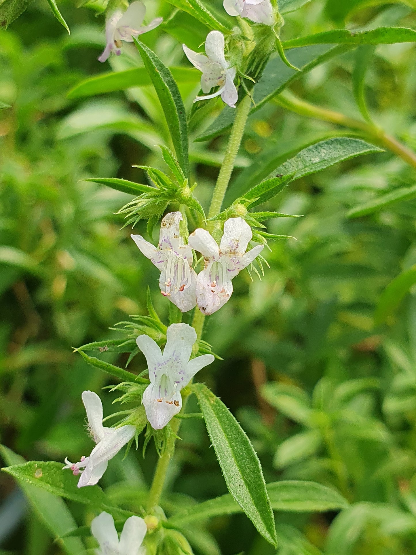 Bio Bohnenkraut (Bergbohnenkraut) (Satureja montana) - Topfpflanze