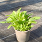 Bio Breitwegerich (Plantago major) - Topfpflanze