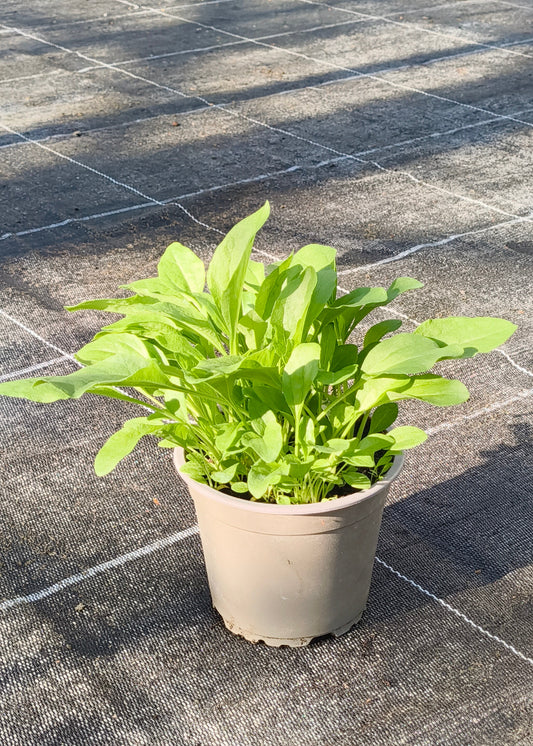 Bio Breitwegerich (Plantago major) - Topfpflanze